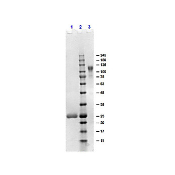 F(ab')2 Anti-HUMAN IgG F(ab')2 (GOAT) Antibody Min X Bv Hs Ms & Rt Serum Proteins, 1mg, Liquid (sterile filtered)