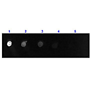 F(ab')2 Anti-GOAT IgG [H&L] (DONKEY) Antibody Fluorescein Conjugated Min X Ch GP Ham Hs Hu Ms Rb & Rt Serum Proteins, 500µL, Lyophilized