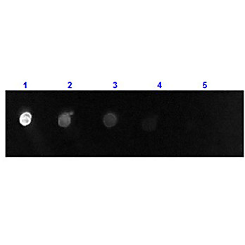 F(ab')2 Anti-GOAT IgG [H&L] (DONKEY) Antibody Fluorescein Conjugated Min X Ch GP Ham Hs Hu Ms Rb & Rt Serum Proteins, 500µL, Lyophilized