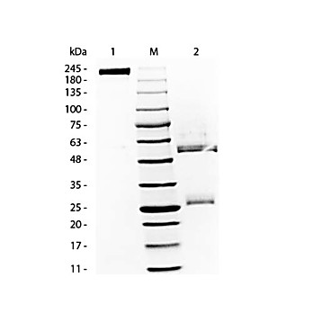 RAT Gamma Globulin Fraction, 50mg, Lyophilized