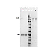 F(ab')2 Anti-RABBIT IgG (H&L) (GOAT) Antibody Min X Bv Ch Gt GP Ham Hs Hu Ms Rt & Sh Serum Proteins, 500µg, Liquid (sterile filtered)