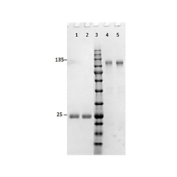F(ab')2 Anti-RABBIT IgG (H&L) (GOAT) Antibody Min X Bv Ch Gt GP Ham Hs Hu Ms Rt & Sh Serum Proteins, 500µg, Liquid (sterile filtered)