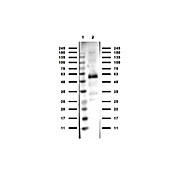 Anti-MONKEY IgG (H&L) (RABBIT) Antibody, 1mg, Liquid (sterile filtered)