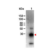 F(ab')2 Anti-RABBIT IgG F(c) (GOAT) Antibody Biotin Conjugated, 500µg, Lyophilized