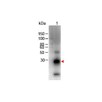F(ab')2 Anti-RABBIT IgG F(c) (GOAT) Antibody Biotin Conjugated, 500µg, Lyophilized