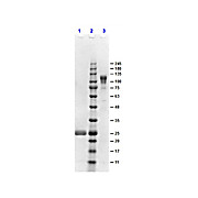F(ab')2 Anti-RABBIT IgG F(c) (GOAT) Antibody, 1mg, Liquid (sterile filtered)