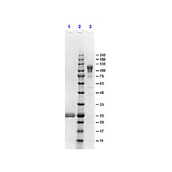 F(ab')2 Anti-RABBIT IgG F(c) (GOAT) Antibody, 1mg, Liquid (sterile filtered)