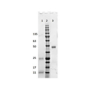 Fab Anti-HUMAN IgG (H&L) (GOAT) Antibody, 1mg, Liquid (sterile filtered)