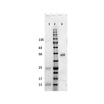Fab Anti-HUMAN IgG (H&L) (GOAT) Antibody, 1mg, Liquid (sterile filtered)