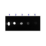 F(ab')2 Anti-MOUSE IgG (H&L) (RABBIT) Antibody Phycoerythrin conjugated Min X Human Serum Proteins, 500µg, Lyophilized