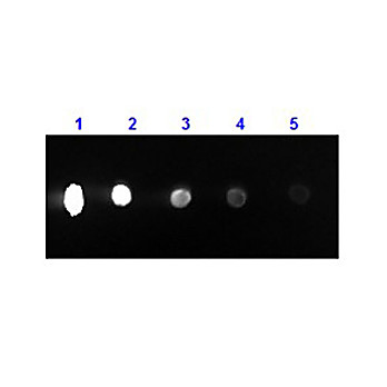 F(ab')2 Anti-MOUSE IgG (H&L) (RABBIT) Antibody Phycoerythrin conjugated Min X Human Serum Proteins, 500µg, Lyophilized