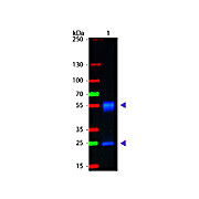F(ab')2 Anti-MOUSE IgG (H&L) (GOAT) Antibody Fluorescein Conjugated, 1mg, Lyophilized