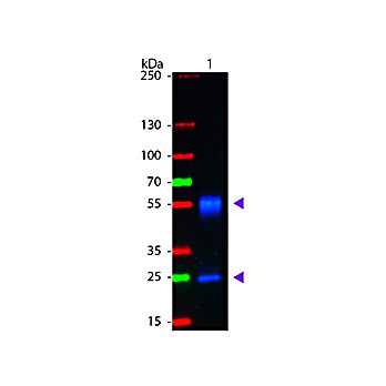 F(ab')2 Anti-MOUSE IgG (H&L) (GOAT) Antibody Fluorescein Conjugated, 1mg, Lyophilized