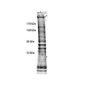 HeLa Cell Nuclear Extract 200µg