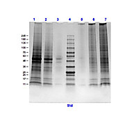 Rat brain, post natal, Whole Cell Lysate, 200µg, Liquid (sterile filtered)