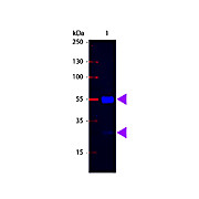 F(ab')2 Anti-SWINE IgG [H&L] (RABBIT) Antibody Fluorescein Conjugated, 500µL, Lyophilized