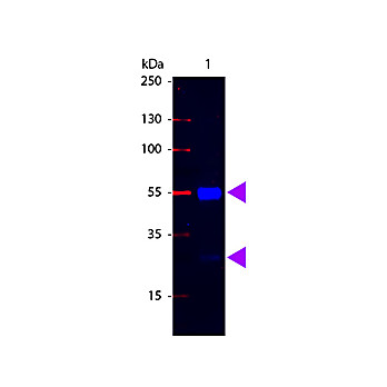 F(ab')2 Anti-SWINE IgG [H&L] (RABBIT) Antibody Fluorescein Conjugated, 500µL, Lyophilized