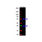 Fab Anti-GOAT IgG (H&L) (DONKEY) Antibody Fluorescein Conjugated, 1mg, Lyophilized