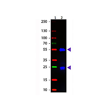 Fab Anti-GOAT IgG (H&L) (DONKEY) Antibody Fluorescein Conjugated, 1mg, Lyophilized