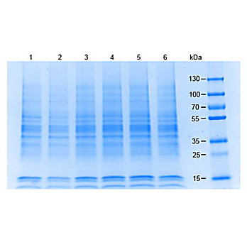 HEK293 Whole Cell Lysate 500µg