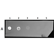 F(ab')2 Anti-MOUSE IgG (H&L) (GOAT) Antibody Texas Red™ Conjugated, 1mg, Lyophilized