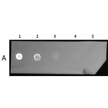 F(ab')2 Anti-MOUSE IgG (H&L) (GOAT) Antibody Texas Red™ Conjugated, 1mg, Lyophilized