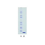 STREPTAVIDIN, 5mg, Lyophilized