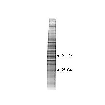 A431 Whole Cell Lysate 500µg