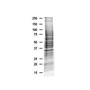 HEK293 Whole Cell Lysate, 500µg, Liquid (sterile filtered)