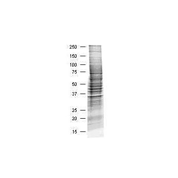 HEK293 Whole Cell Lysate, 500µg, Liquid (sterile filtered)