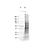 MDA-MB-468 Whole Cell Lysate, 500µg, Liquid (sterile filtered)