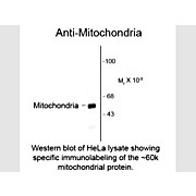 Anti-Mitochondria (Mouse) Antibody, 100µL, Liquid