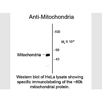 Anti-Mitochondria (Mouse) Antibody, 100µL, Liquid