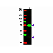 F(ab')2 Anti-RABBIT IgG [H&L] (DONKEY) Antibody Phycoerythrin conjugated Min X Bv Ch Gt GP Ham Hs Hu Ms Rt & Sh Serum Proteins, 500µg, Lyophilized