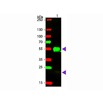 F(ab')2 Anti-RABBIT IgG [H&L] (DONKEY) Antibody Phycoerythrin conjugated Min X Bv Ch Gt GP Ham Hs Hu Ms Rt & Sh Serum Proteins, 500µg, Lyophilized
