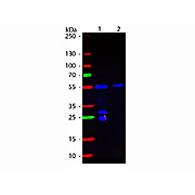 F(ab')2 Fragment of Affinity Purified Anti-GOLDEN SYRIAN & ARMENIAN HAMSTER IgG (H&L) (GOAT) Antibody Fluorescein Conjugated (Min X MOUSE and RAT Serum Proteins), 500µg, Lyophilized