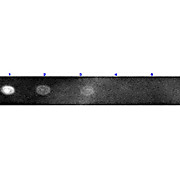 Fab Anti-RABBIT IgG (H&L) (GOAT) Antibody Rhodamine Conjugated, 1mg, Lyophilized