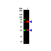 STREPTAVIDIN Cy5 Conjugated, 1mg, Lyophilized