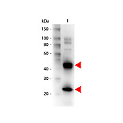 Anti-ARMENIAN HAMSTER IgG (H&L) (GOAT) Antibody Biotin Conjugated, 1mg, Lyophilized