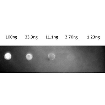 Fab Anti-MOUSE IgG (H&L) (GOAT) Antibody Texas Red™ Conjugated, 1mg, Lyophilized