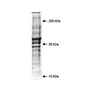 Mouse Embryonic Fibroblast Whole Cell Lysate, 250µg, Liquid (sterile filtered)