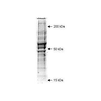 Mouse Embryonic Fibroblast Whole Cell Lysate, 250µg, Liquid (sterile filtered)
