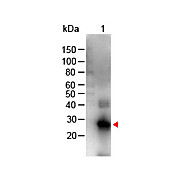 F(ab')2 Anti-HUMAN IgG F(c) (GOAT) Antibody Biotin Conjugated Min X Bv Hs Ms & Rt Serum Proteins, 1mg, Lyophilized