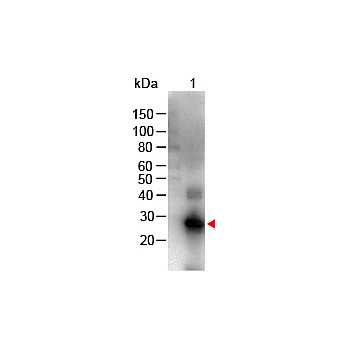 F(ab')2 Anti-HUMAN IgG F(c) (GOAT) Antibody Biotin Conjugated Min X Bv Hs Ms & Rt Serum Proteins, 1mg, Lyophilized