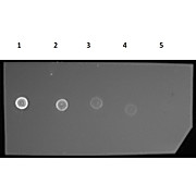 F(ab')2 Anti-GUINEA PIG IgG [H&L] (RABBIT) Antibody Phycoerythrin conjugated, 500µg, Lyophilized