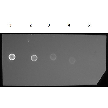 F(ab')2 Anti-GUINEA PIG IgG [H&L] (RABBIT) Antibody Phycoerythrin conjugated, 500µg, Lyophilized