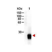 F(ab')2 Anti-RABBIT IgG F(ab')2 (GOAT) Antibody Peroxidase Conjugated Min X Bv Hs Hu Ms Rt & Sh Serum Proteins, 500µg, Lyophilized