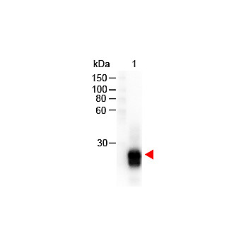 F(ab')2 Anti-RABBIT IgG F(ab')2 (GOAT) Antibody Peroxidase Conjugated Min X Bv Hs Hu Ms Rt & Sh Serum Proteins, 500µg, Lyophilized