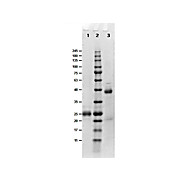 Fab Anti-BIOTIN (GOAT) Antibody, 1mg, Liquid (sterile filtered)