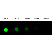 Fab Anti-RABBIT IgG (H&L) (DONKEY) Antibody Fluorescein Conjugated, 1mg, Lyophilized